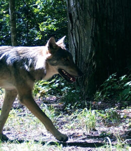 Un lobo en el bosque polaco de Tuchola. Crédito: Dries Kuijper/Academia polaca de Ciencias